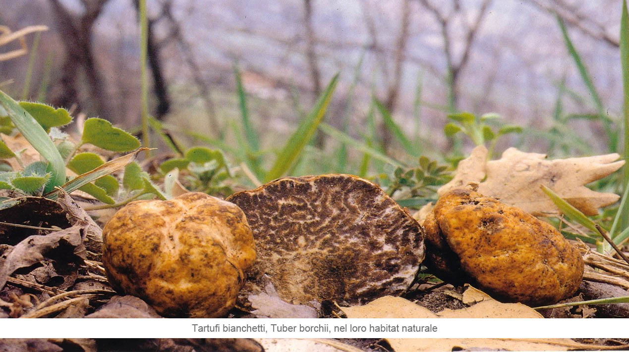 Tartufi bianchetti, Tuber borchii, nel loro habitat naturale