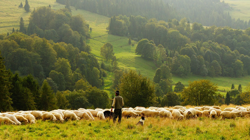 pastori_abruzzo